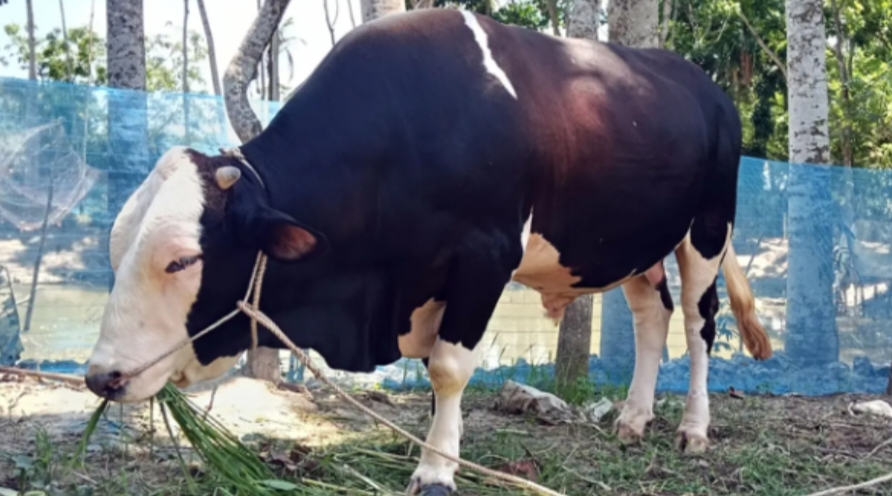 পটুয়াখালীতে ১০ লাখে বিক্রির আশা ১ টনের ‘সম্রাট’
