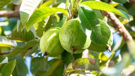 আবহাওয়ার তারতম্যে স্বপ্ন ভাঙছে ঝালকাঠির পেয়ারা চাষিদের