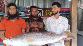 কুয়াকাটায় ২৪ কেজির কোরাল মাছ ৩৬ হাজারে বিক্রি