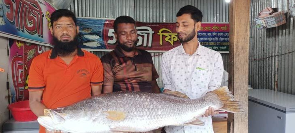 কুয়াকাটায় ২৪ কেজির কোরাল মাছ ৩৬ হাজারে বিক্রি