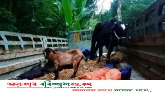 বরিশালে গভীর রাতে ট্রাকভর্তি গরু-ছাগল রেখে পালাল চোরচক্র, এলাকাজুড়ে চাঞ্চল্য