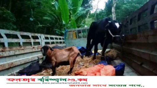 বরিশালে গভীর রাতে ট্রাকভর্তি গরু-ছাগল রেখে পালাল চোরচক্র, এলাকাজুড়ে চাঞ্চল্য