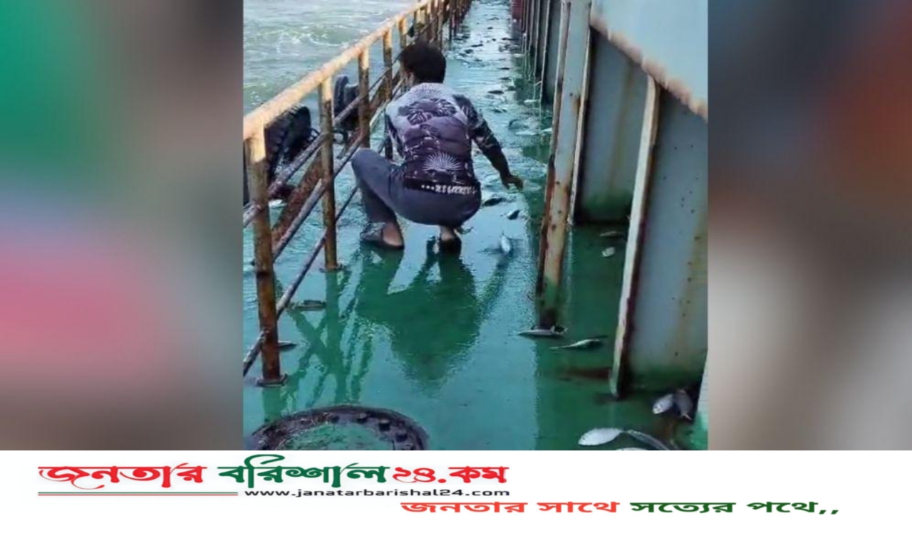 পায়রা উপকূলে লাইটার জাহাজের ডেকে লাফিয়ে উঠল তিন মণ ইলিশ
