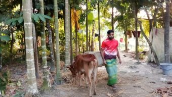 পাওনা টাকার জেরে কৃষকের গরু নিয়ে গেলেন জামায়াত নেতা!