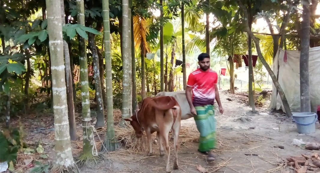 পাওনা টাকার জেরে কৃষকের গরু নিয়ে গেলেন জামায়াত নেতা!