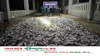 মহিপুরে কোস্ট গার্ডের অভিযানে ১২৪০ কেজি জাটকা জব্দ