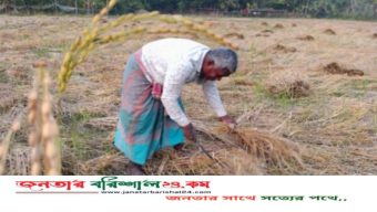 বরিশালে ধানের বাম্পার ফলন: কাঙ্ক্ষিত দাম না পেয়ে হতাশায় ভুগছেন কৃষক