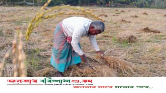 বরিশালে ধানের বাম্পার ফলন: কাঙ্ক্ষিত দাম না পেয়ে হতাশায় ভুগছেন কৃষক