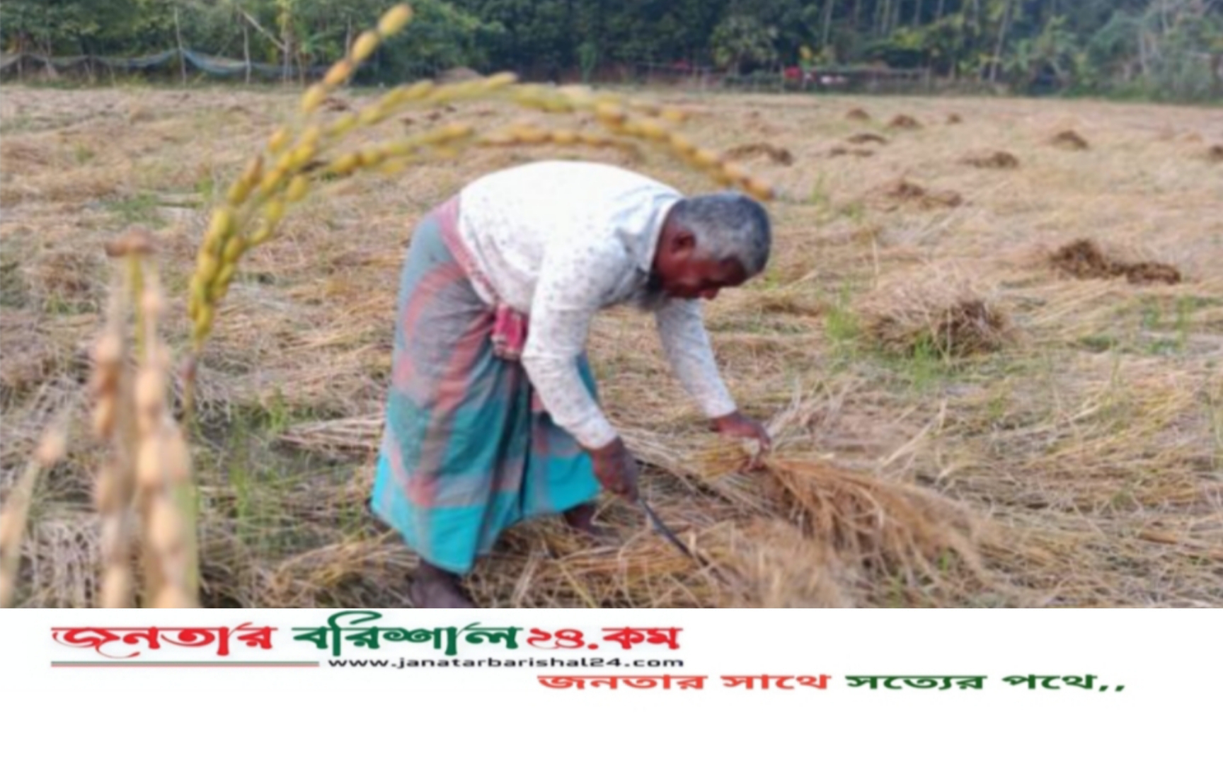 বরিশালে ধানের বাম্পার ফলন: কাঙ্ক্ষিত দাম না পেয়ে হতাশায় ভুগছেন কৃষক