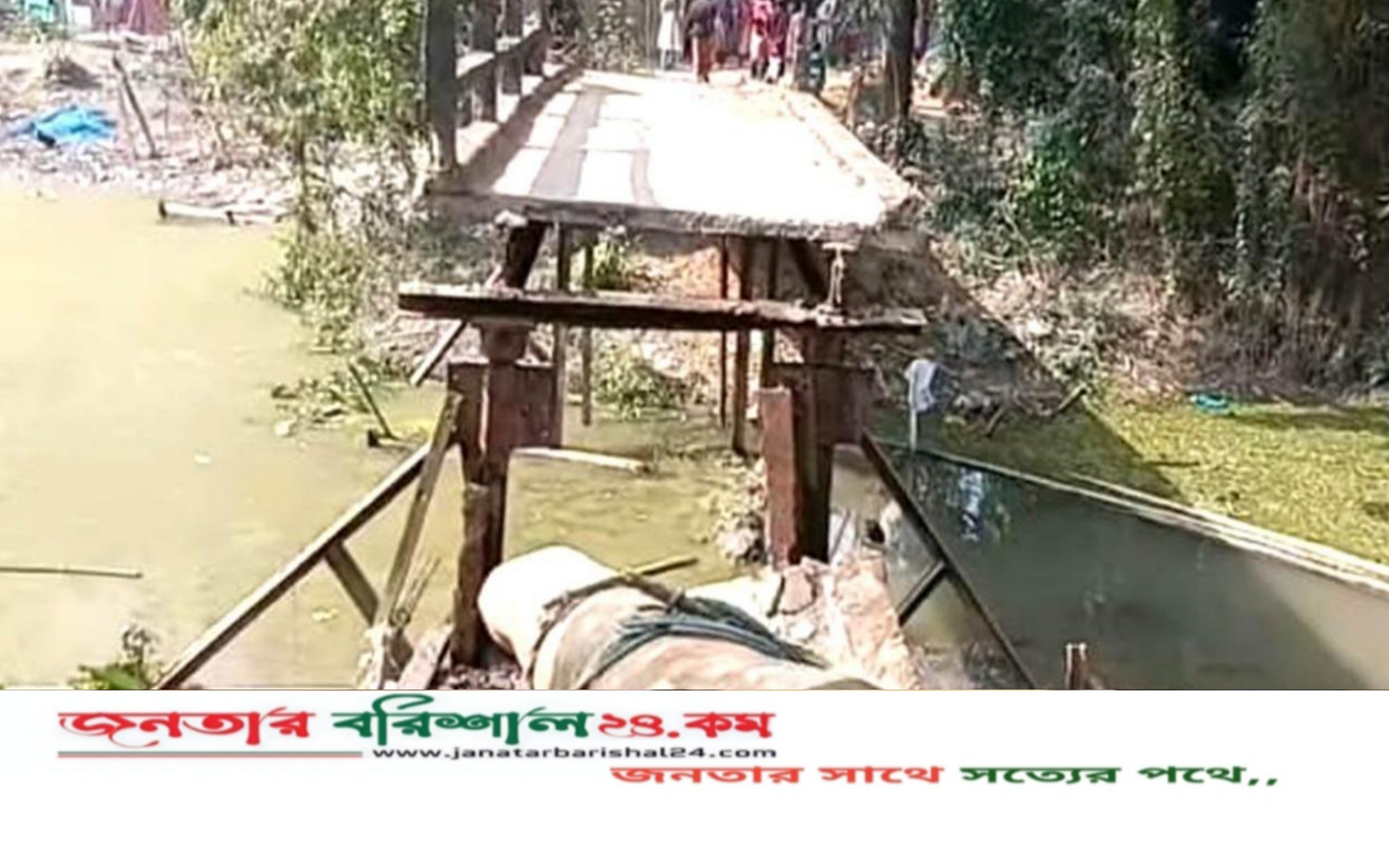 বরিশালে গাছবোঝাই ঠেলাগাড়িসহ খালে ধসে পড়ল লোহার সেতু, আহত