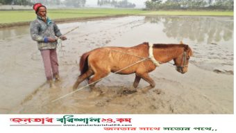 গাজীপুরে ঘোড়া জবাই ও মাংস বিক্রি নিষিদ্ধ ঘোষণা