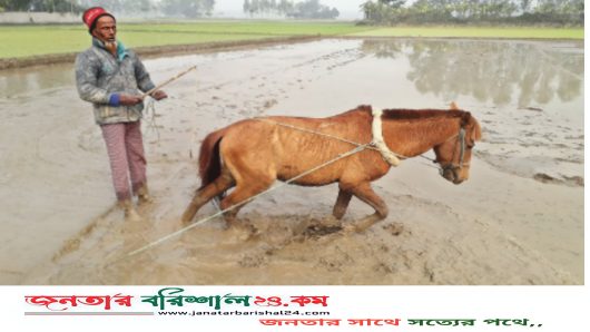 গাজীপুরে ঘোড়া জবাই ও মাংস বিক্রি নিষিদ্ধ ঘোষণা