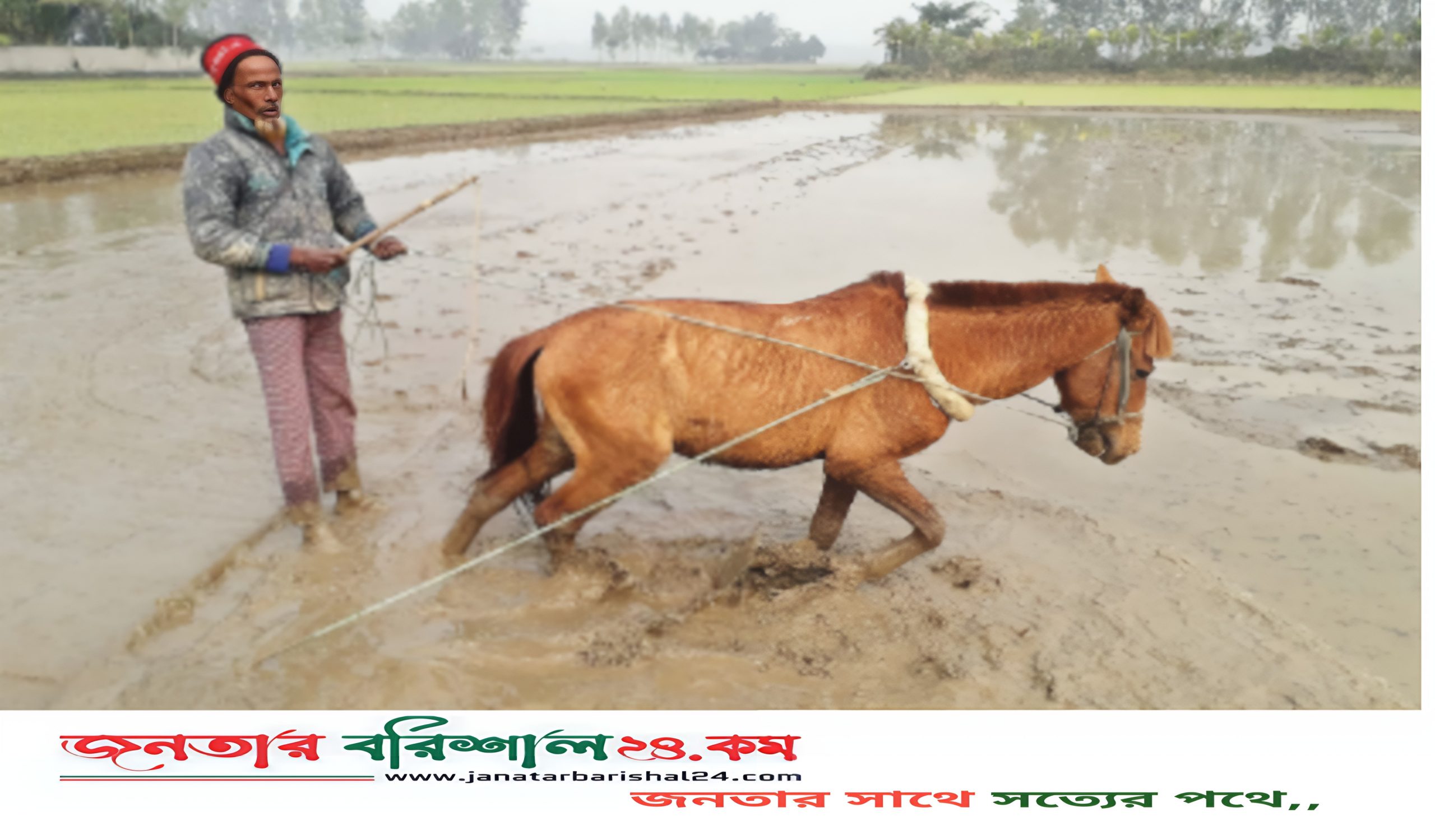 গাজীপুরে ঘোড়া জবাই ও মাংস বিক্রি নিষিদ্ধ ঘোষণা