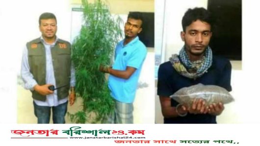 ঝালকাঠিতে ডিবি পুলিশের অভিযানে গাঁজা ও গাছসহ আটক ২
