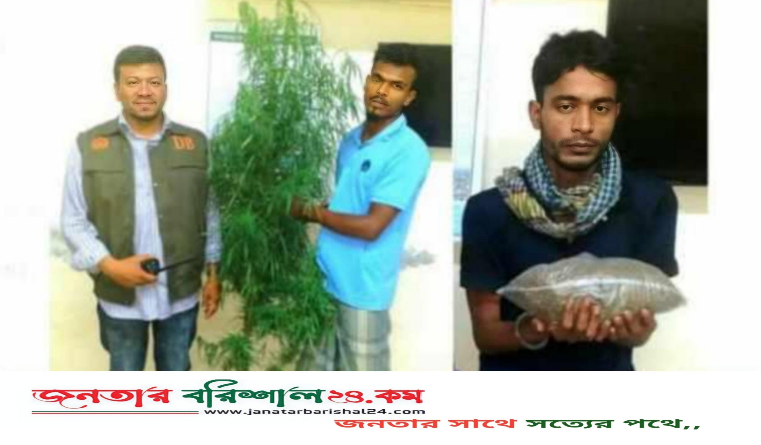 ঝালকাঠিতে ডিবি পুলিশের অভিযানে গাঁজা ও গাছসহ আটক ২