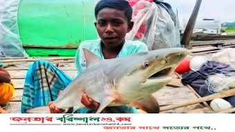 বরিশালের সুগন্ধা নদীতে জেলেদের জালে ধরা পড়লো হাঙর!