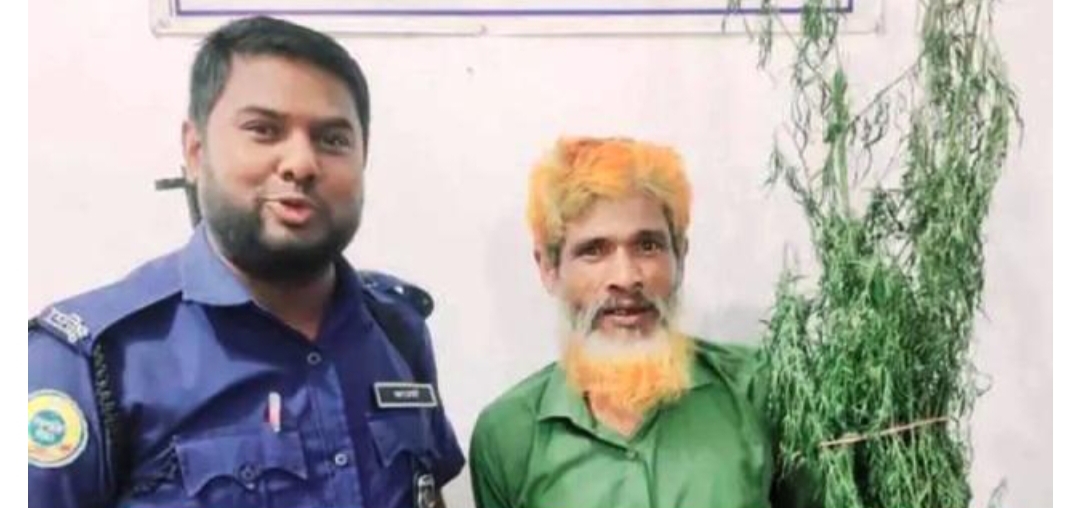 মির্জাগঞ্জে পাট ক্ষেতে গাঁ*জা চাষ করায় মাদক কারবারি গ্রেফতার