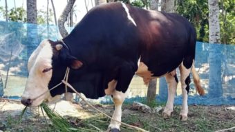 পটুয়াখালীতে ১০ লাখে বিক্রির আশা ১ টনের ‘সম্রাট’