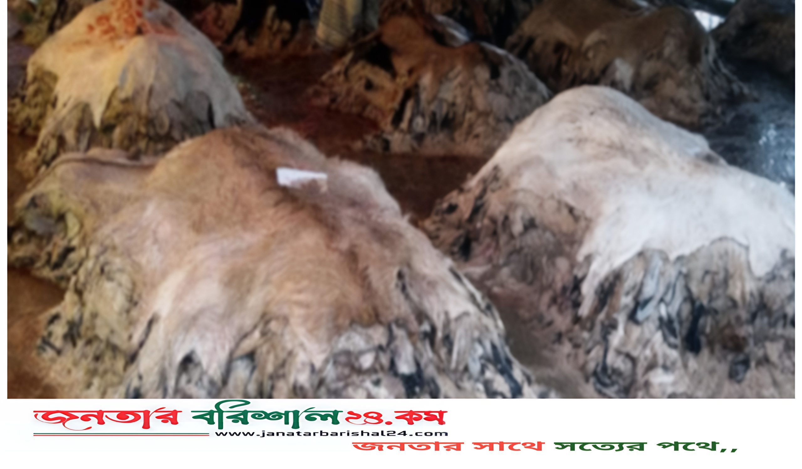 কোরবানির গরুর চামড়ার সর্ব নিম্ন দাম১১৫০, ঢাকায় দাম ১৩৫০টাকা