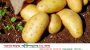 আলুর সর্বনিম্ন দাম নির্ধারণ করল সরকার