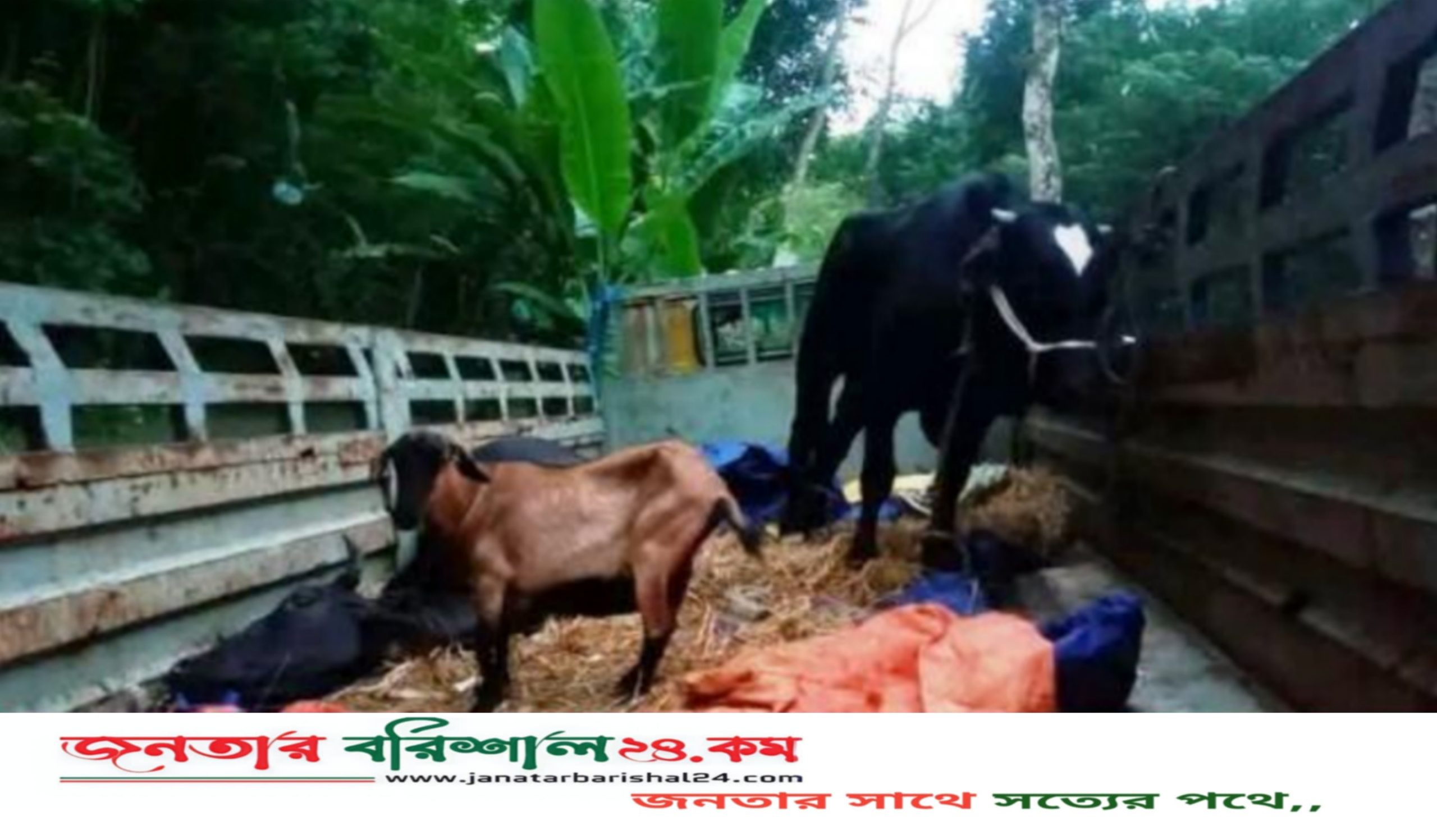 বরিশালে গভীর রাতে ট্রাকভর্তি গরু-ছাগল রেখে পালাল চোরচক্র, এলাকাজুড়ে চাঞ্চল্য