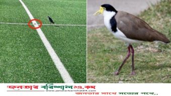খেলার মাঠে ডিম পেড়েছে প্লোভার পাখি, ১ মাসের জন্য খেলা নিষিদ্ধ করলো অস্ট্রেলিয়া