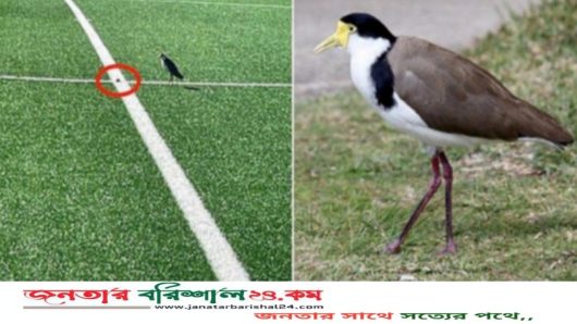 খেলার মাঠে ডিম পেড়েছে প্লোভার পাখি, ১ মাসের জন্য খেলা নিষিদ্ধ করলো অস্ট্রেলিয়া