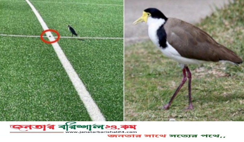খেলার মাঠে ডিম পেড়েছে প্লোভার পাখি, ১ মাসের জন্য খেলা নিষিদ্ধ করলো অস্ট্রেলিয়া
