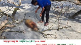 কুয়াকাটায় ফের ভেসে এলো ১০ ফুট লম্বা মৃত ডলফিন