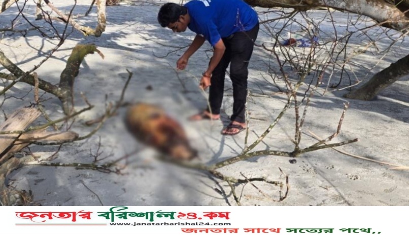 কুয়াকাটায় ফের ভেসে এলো ১০ ফুট লম্বা মৃত ডলফিন