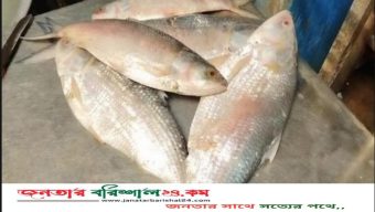 পূজার আগেই আসবে বাংলাদেশের ইলিশ, আশায় বুক বেঁধেছে পশ্চিমবঙ্গের মানুষ