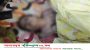 ঝালকাঠি জেলা আ.লীগ নেত্রী শারমিন মৌসুমি কেকার ম*র*দেহ উদ্ধার