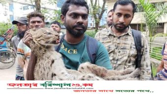 বরিশালে জালে আটকা পড়া মেছোবাঘ উদ্ধার