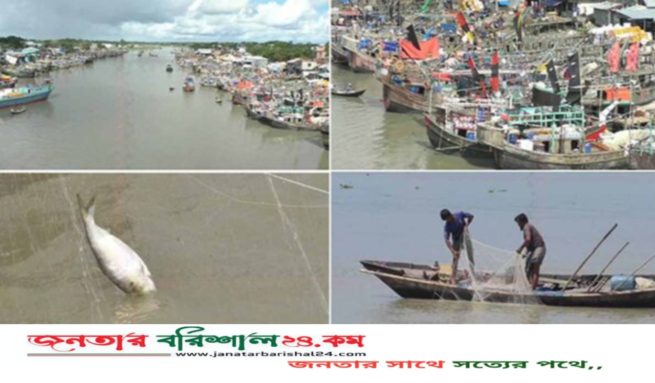 আজ মধ্যরাত থেকে জাটকা ইলিশ ধরা নিষিদ্ধ কার্যক্রম শুরু