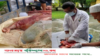 বরিশালে অসুস্থ গরুর মাংস বিক্রি করায় মালিক-কসাইকে জরিমানা