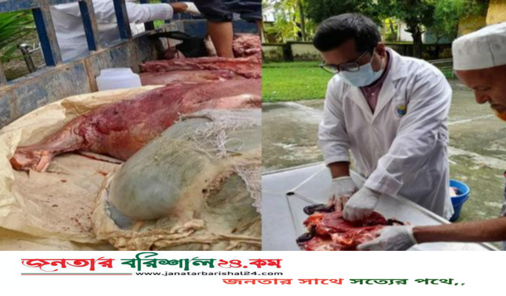 বরিশালে অসুস্থ গরুর মাংস বিক্রি করায় মালিক-কসাইকে জরিমানা