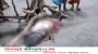 কুয়াকাটা সৈকতে ভেসে এলো যুবকের অর্ধগলিত লা*শ