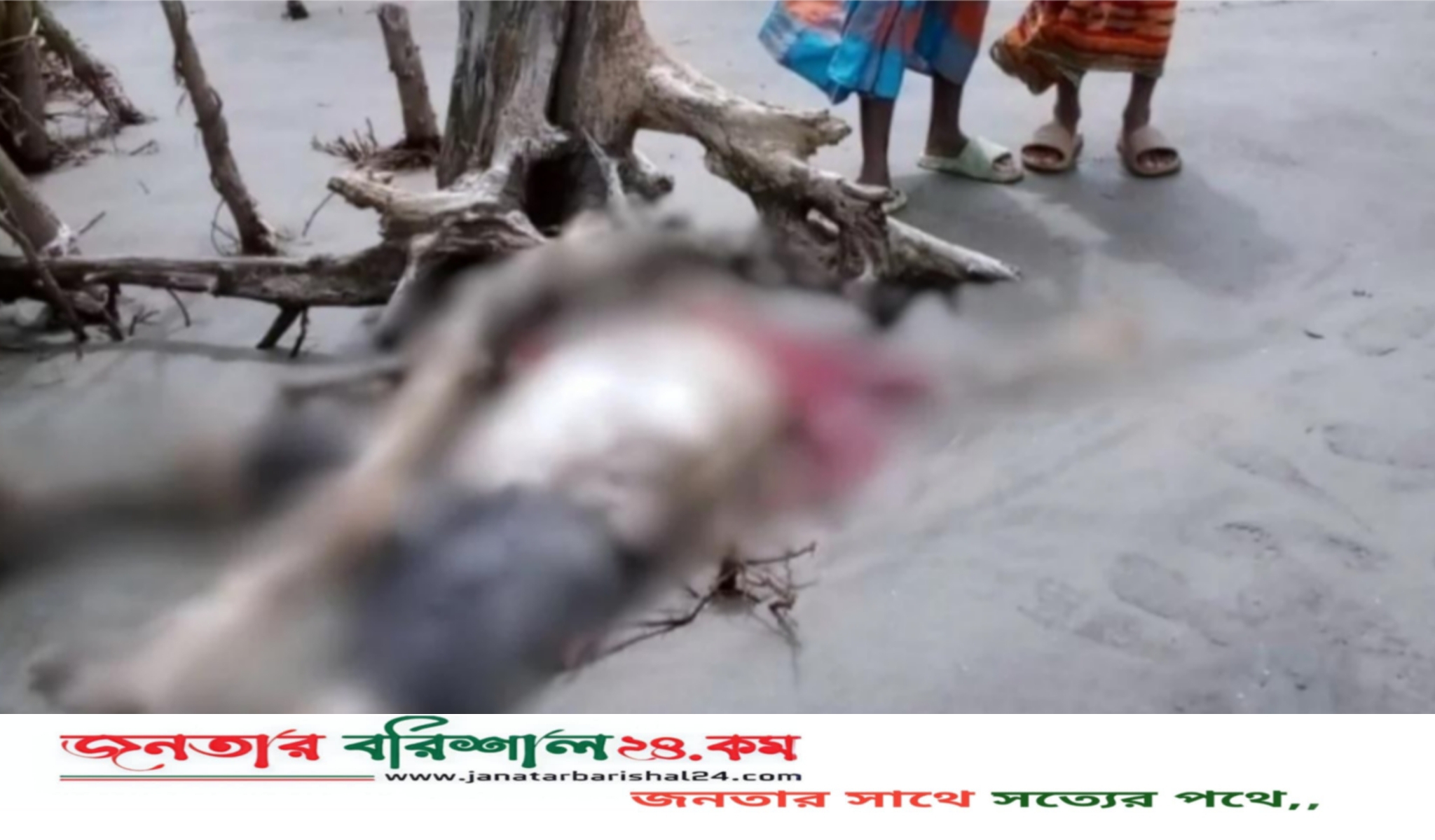 কুয়াকাটা সৈকতে ভেসে এলো যুবকের অর্ধগলিত লা*শ