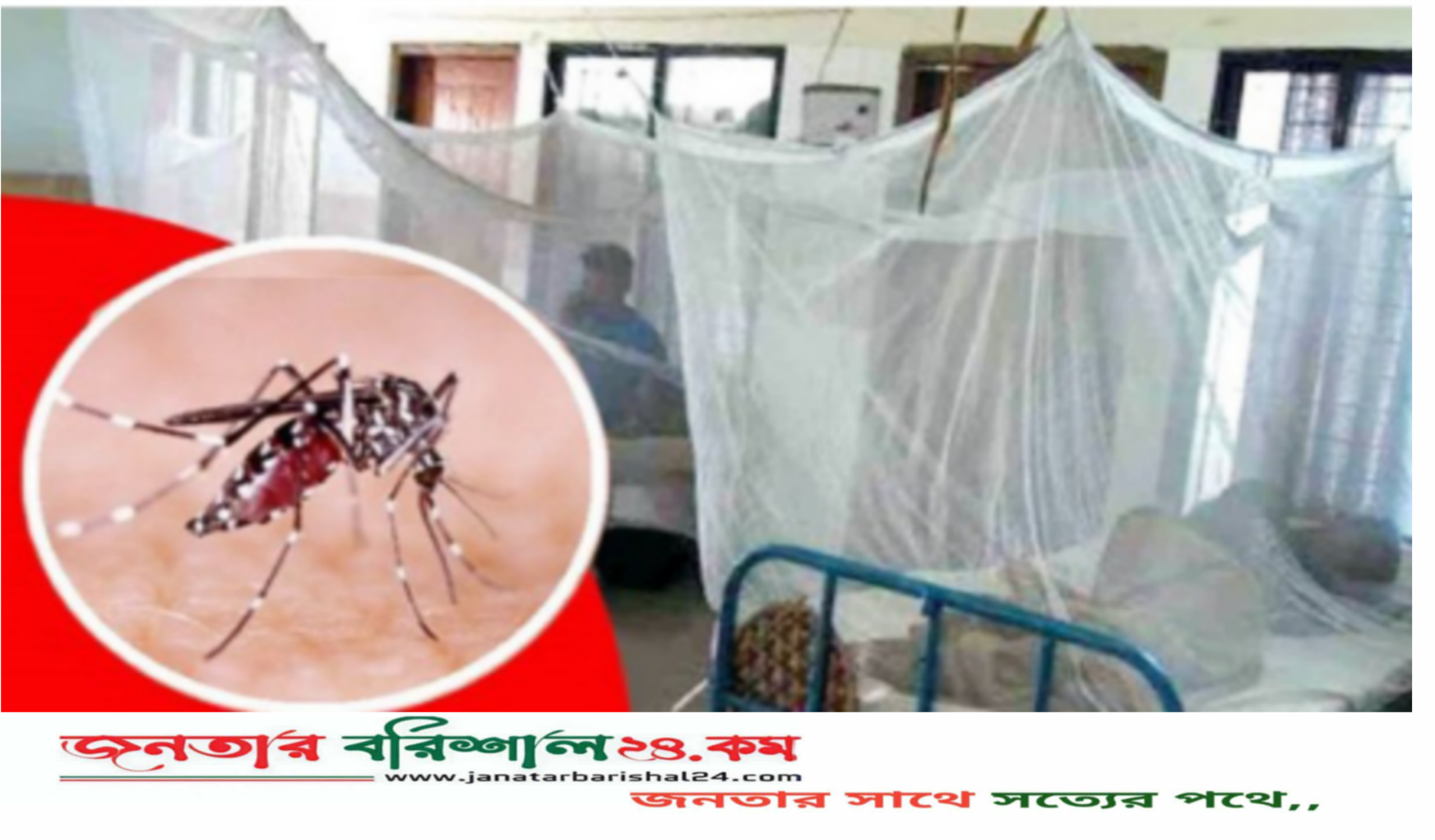 বরিশালে ডেঙ্গু আক্রান্ত হয়ে বৃদ্ধের মৃত্যু, হাসপাতালে ভর্তি ১২৬ রোগী