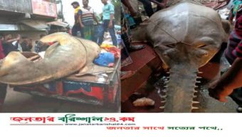 ২৫ মণের করাতি মাছ আড়াই লাখে বিক্রি
