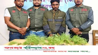 বরগুনায় ডিবি পুলিশের অভিযানে ৯ গাঁজা গাছ উদ্ধার
