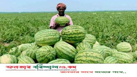 বরগুনায় ডিজেল সংকটে মাঠেই নষ্ট হচ্ছে লাখ টাকার তরমুজ, লোকসানে কৃষক