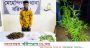 বরিশালে বাড়ির আঙিনায় টবের মধ্যে গাঁজা চাষ, চিহ্নিত মাদক ব্যবসায়ী গ্রেপ্তার