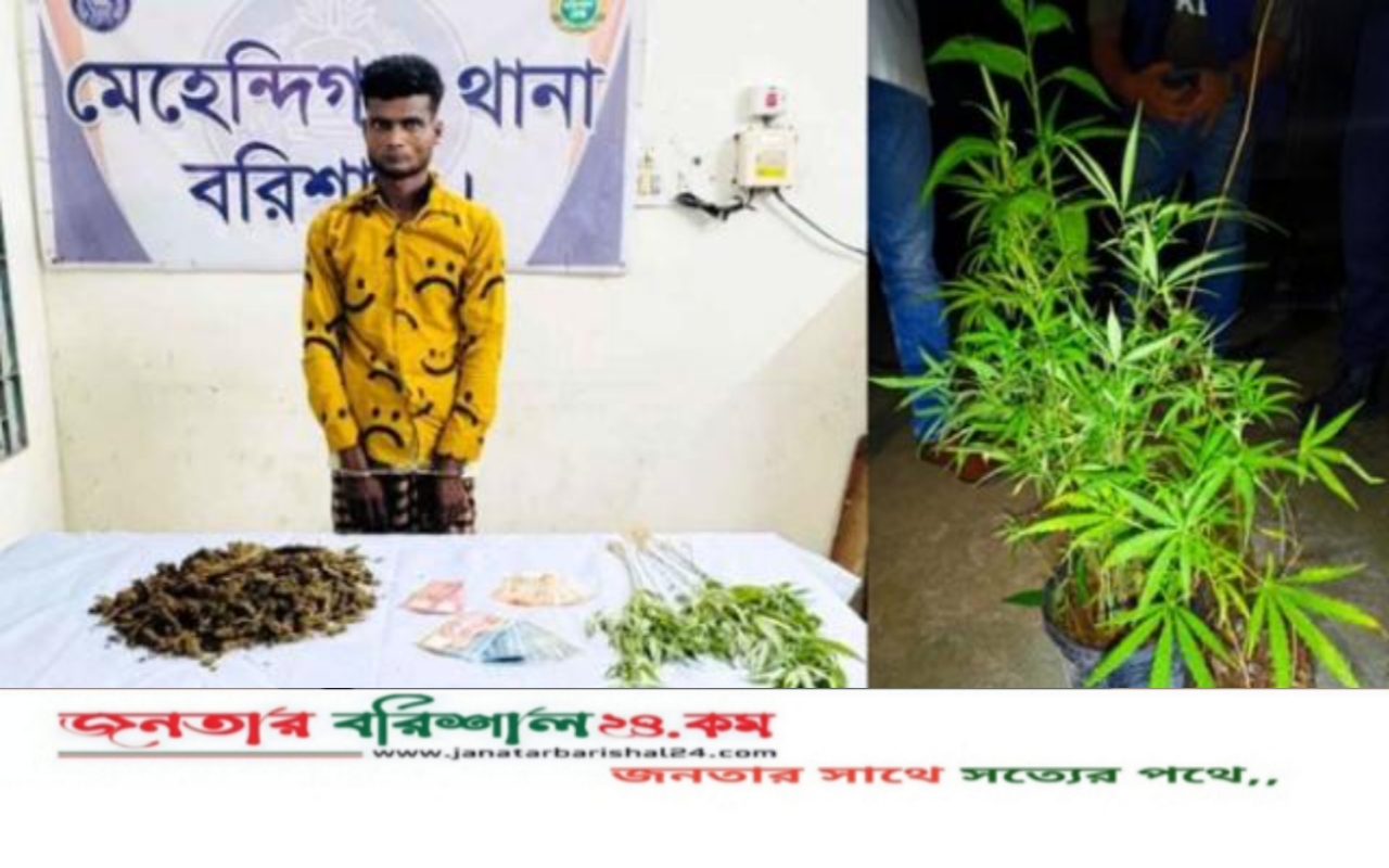 বরিশালে বাড়ির আঙিনায় টবের মধ্যে গাঁজা চাষ, চিহ্নিত মাদক ব্যবসায়ী গ্রেপ্তার