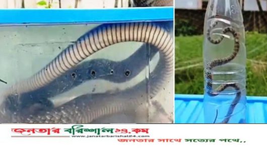 পটুয়াখালীতে উদ্ধারের পর দাঁড়াশ-কালনাগিনীর চলছে চিকিৎসা