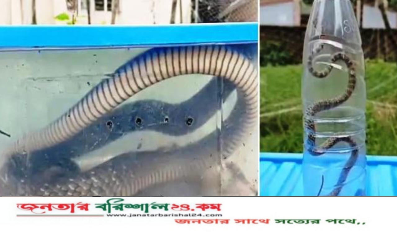 পটুয়াখালীতে উদ্ধারের পর দাঁড়াশ-কালনাগিনীর চলছে চিকিৎসা
