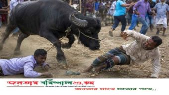 জামালপুরে কোরবানির পশুর হাটে মহিষের আক্রমণে নিহত ২