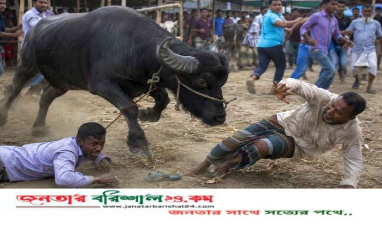 জামালপুরে কোরবানির পশুর হাটে মহিষের আক্রমণে নিহত ২