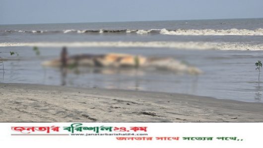 কুয়াকাটা সমুদ্র সৈকতে ভেসে এলো বিশাল আকৃতির মৃত তিমি