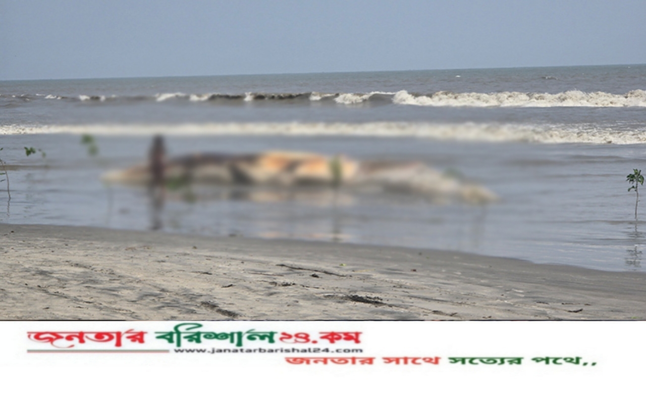 কুয়াকাটা সমুদ্র সৈকতে ভেসে এলো বিশাল আকৃতির মৃত তিমি